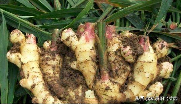 阳台种上辣椒和生姜，不用出门买，随摘随吃