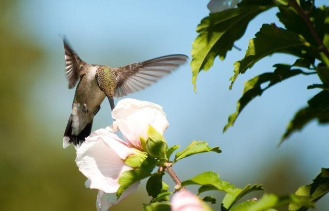 韩国的国花是什么花木槿花,木槿花是哪一国的国花