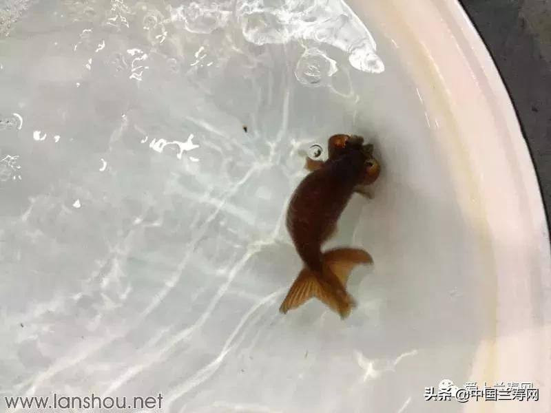 世界金鱼大赛在福州举行,2019中国世界金鱼大赛