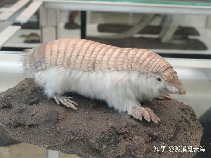 有哪些容易被认错的动物,容易被欺负的动物有哪些