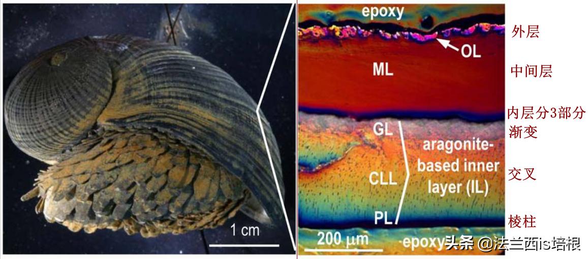 不吃饭的甲壳虫,深海蜗牛怎么吃