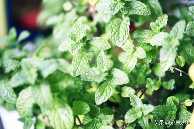薄荷叶子变黄的原因是什么,薄荷叶子干黄