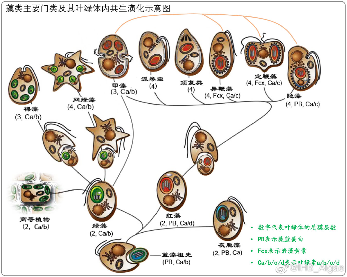 什么是藻类,什么是藻类菜