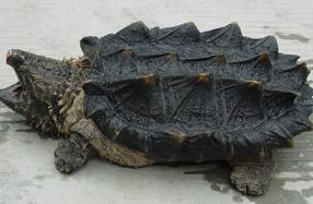 不同品种的乌龟寿命多长时间,一般龟的寿命到底有多长