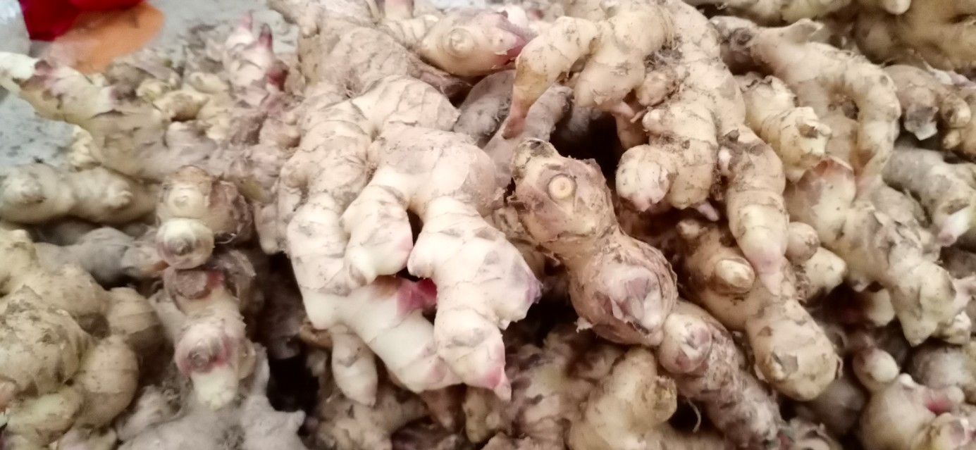 生姜种植最好的方法是什么,生姜种植的方法及注意事项