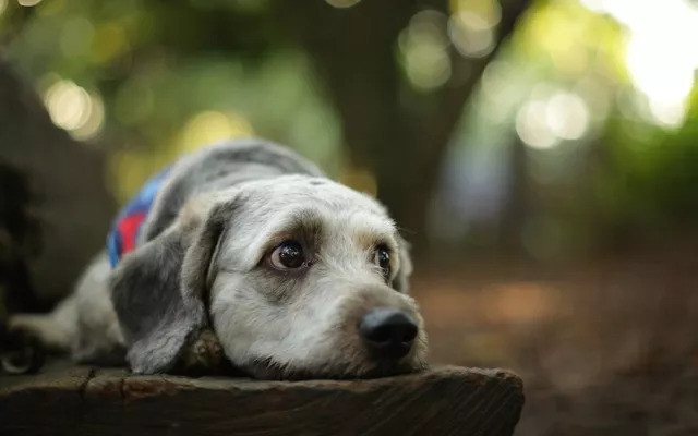 宠爱狗狗话语,宠爱里的狗狗都什么品种