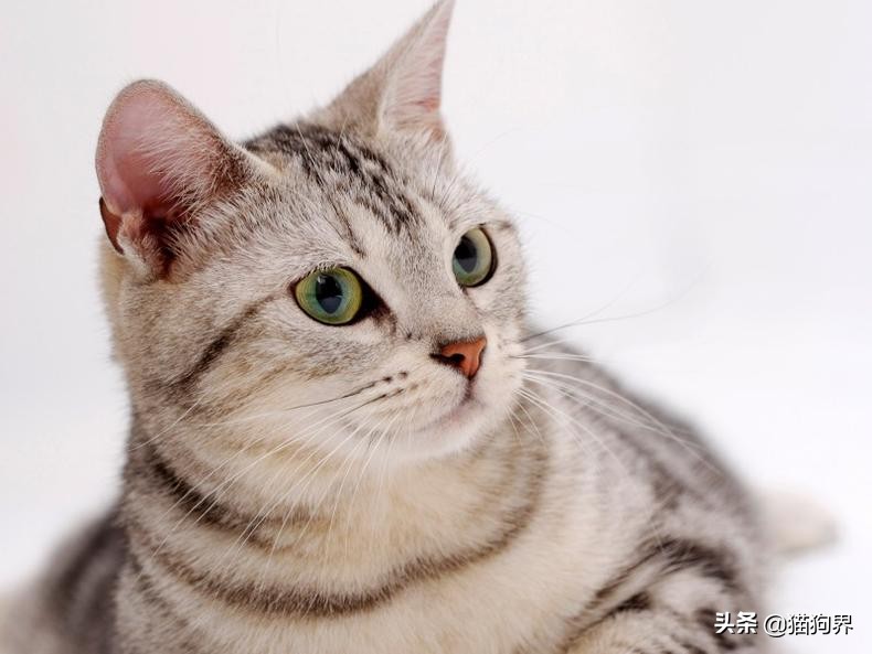 铲屎官必读猫癣的家庭诊断与治疗,猫咪得猫癣需要补充什么