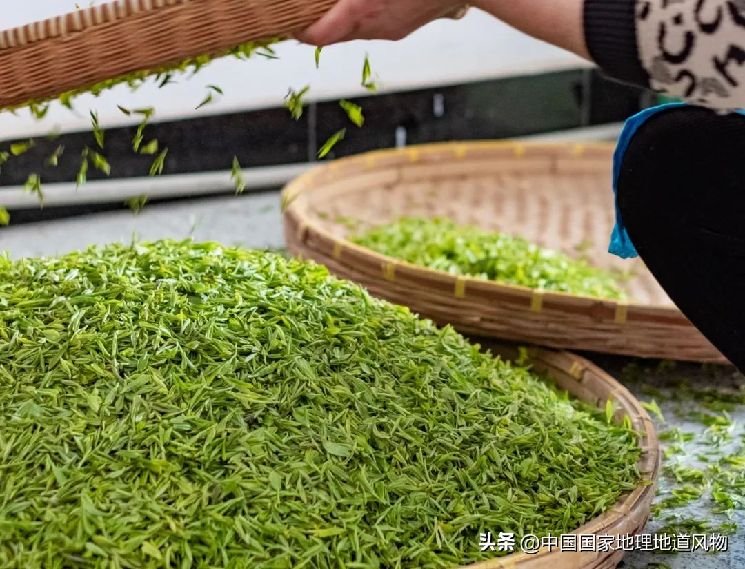 中国茶叶分布图,中国茶区详细分布图