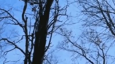 松鼠会听懂鸟说话吗,松鼠可以听懂鸟说话吗