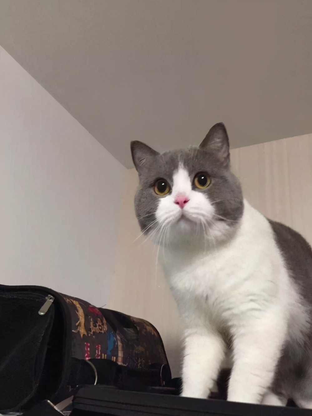 我家的英短为什么那么瘦,英短太瘦怎么养肥