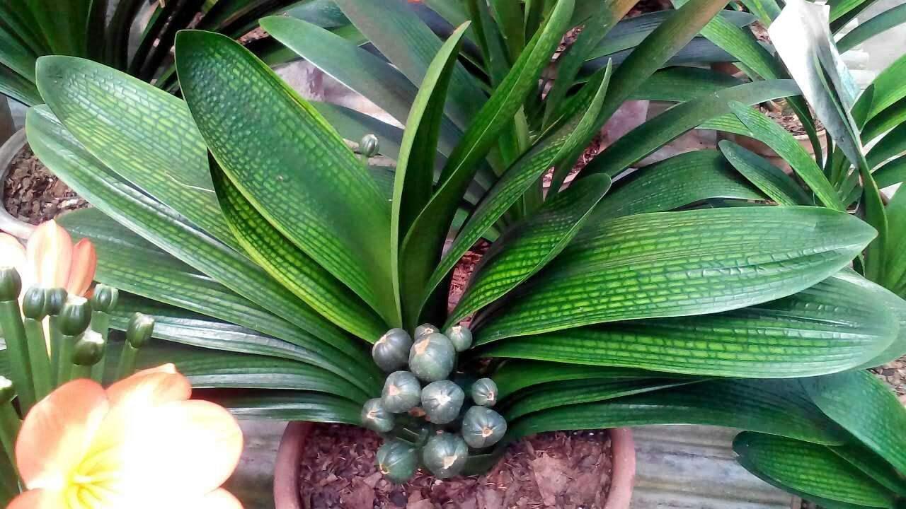 君子兰养护方法及注意事项详解,君子兰怎么养护开花非常的繁多