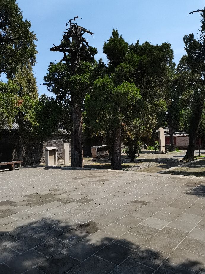 孔府孔庙孔林儿童门票,去孔庙孔府孔林的游记