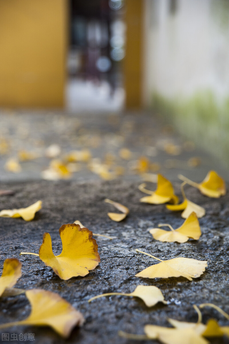 江南的秋天,温柔诗意,漫步姑苏城感受岁月静好,人间值得