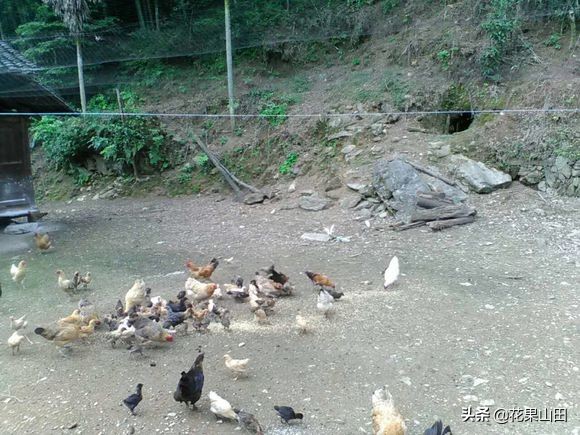 深山老林养殖鸡鸭鹅,深山老林养鸡需要喂食吗