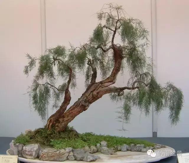 临水式金弹子盆景图片大全欣赏,看盆景展里赏心悦目的盆景