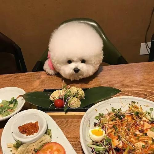 最伤狗的饲养方法是什么,养比熊犬要注意些什么