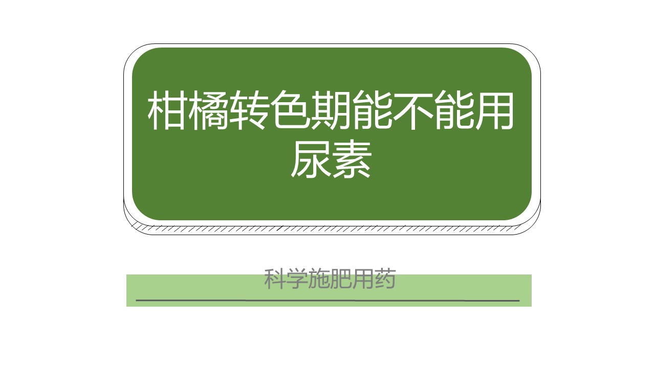 柑橘转色成熟期管理技术要点,柑橘幼果转绿后可以用尿素吗