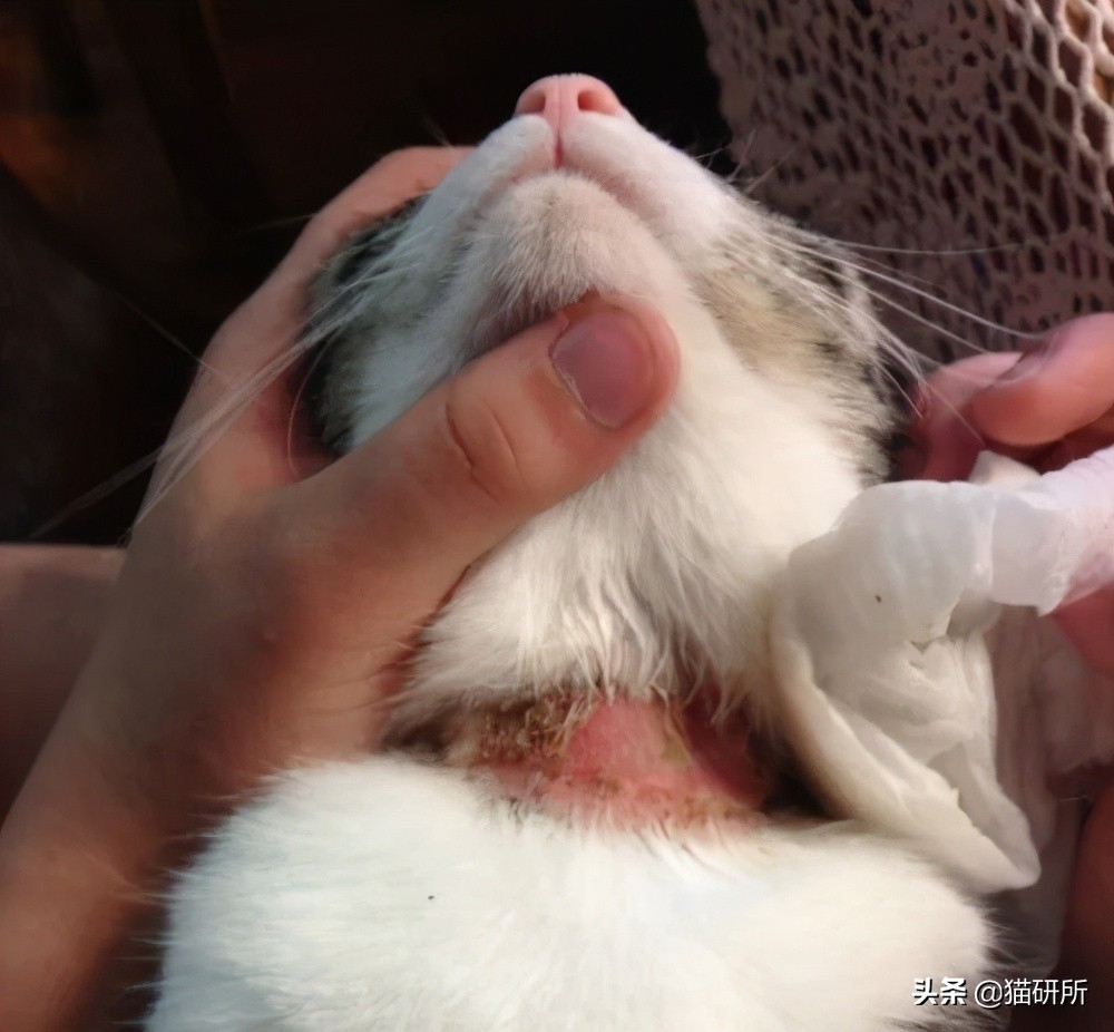 猫咪项圈对猫咪有危害吗,猫项圈给猫咪带来的危害