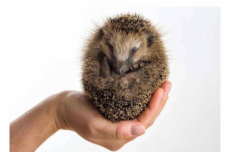 想要养好宠物刺猬，应当注意这些方面就行了