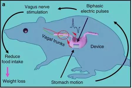 懒人减肥神器甩脂机真的有用吗,减肥机器甩脂机一周能瘦多少斤