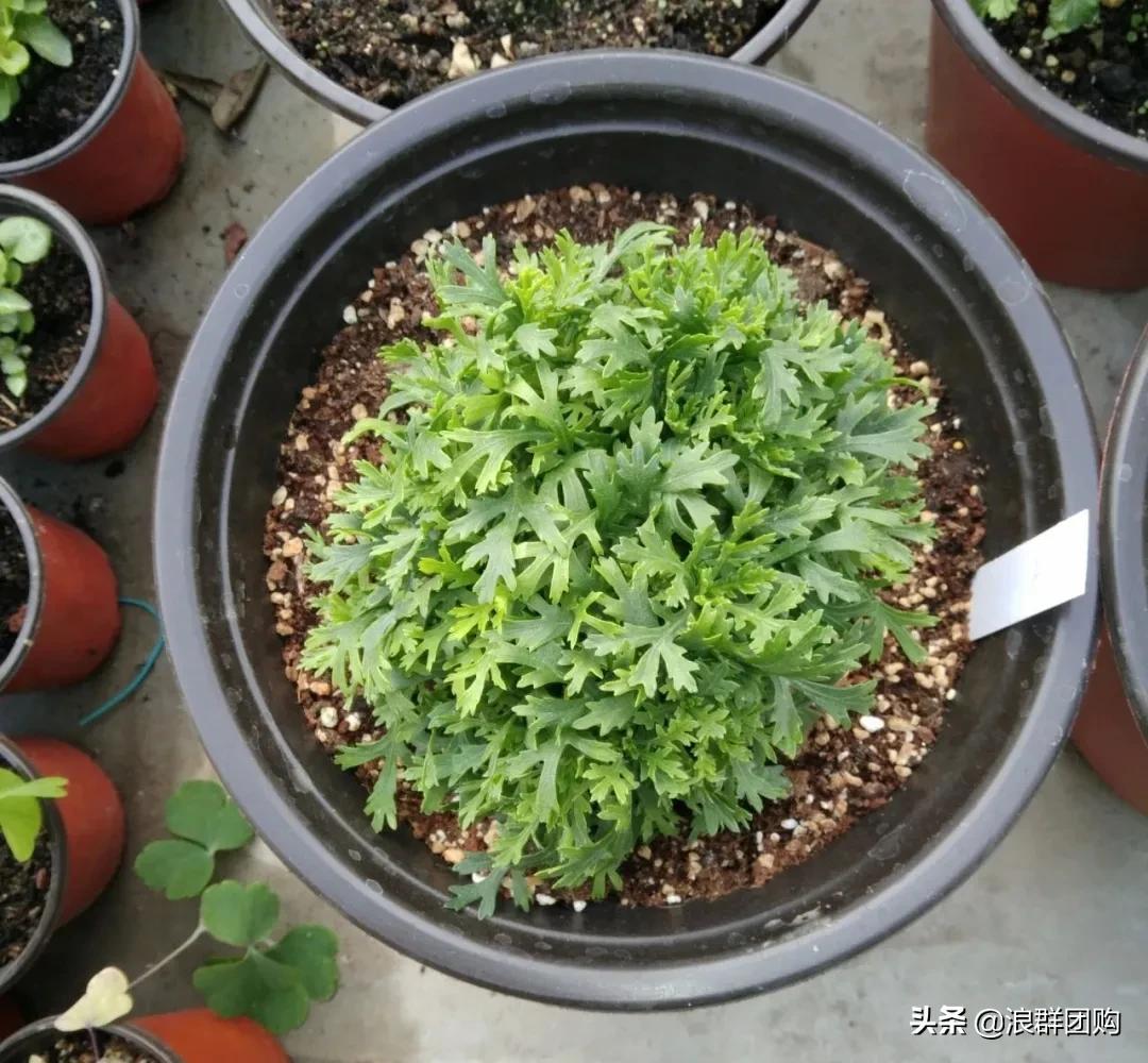 玛格丽特从打顶到爆盆，干货分享