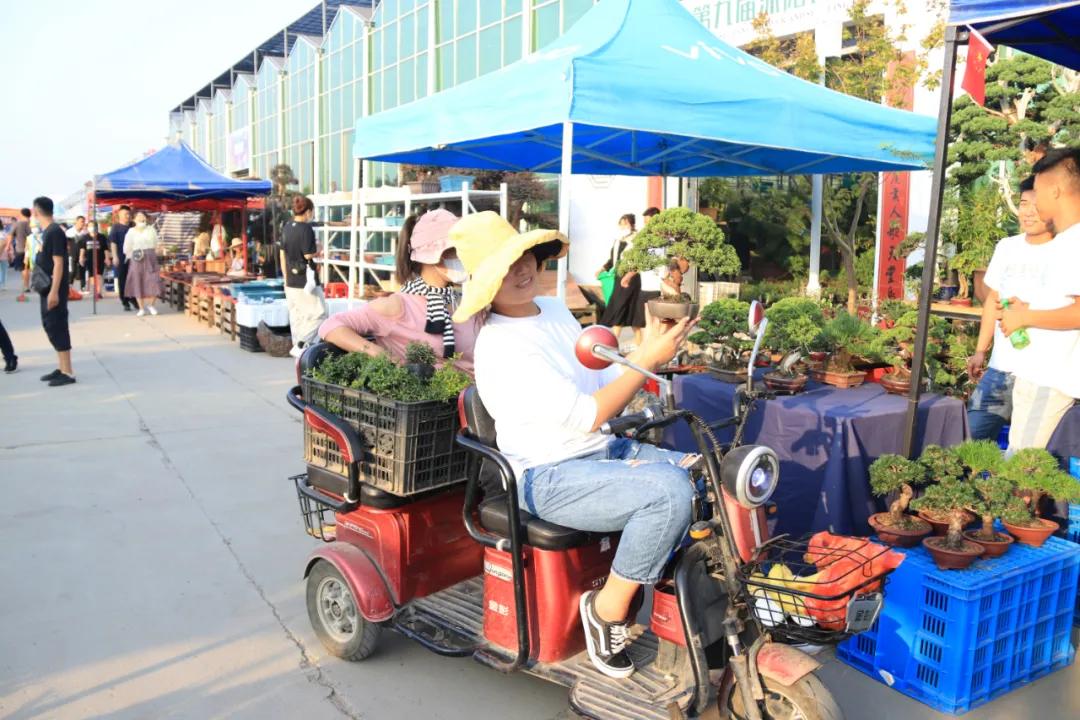 花木盆景活动,秋冬季花木节盆景展