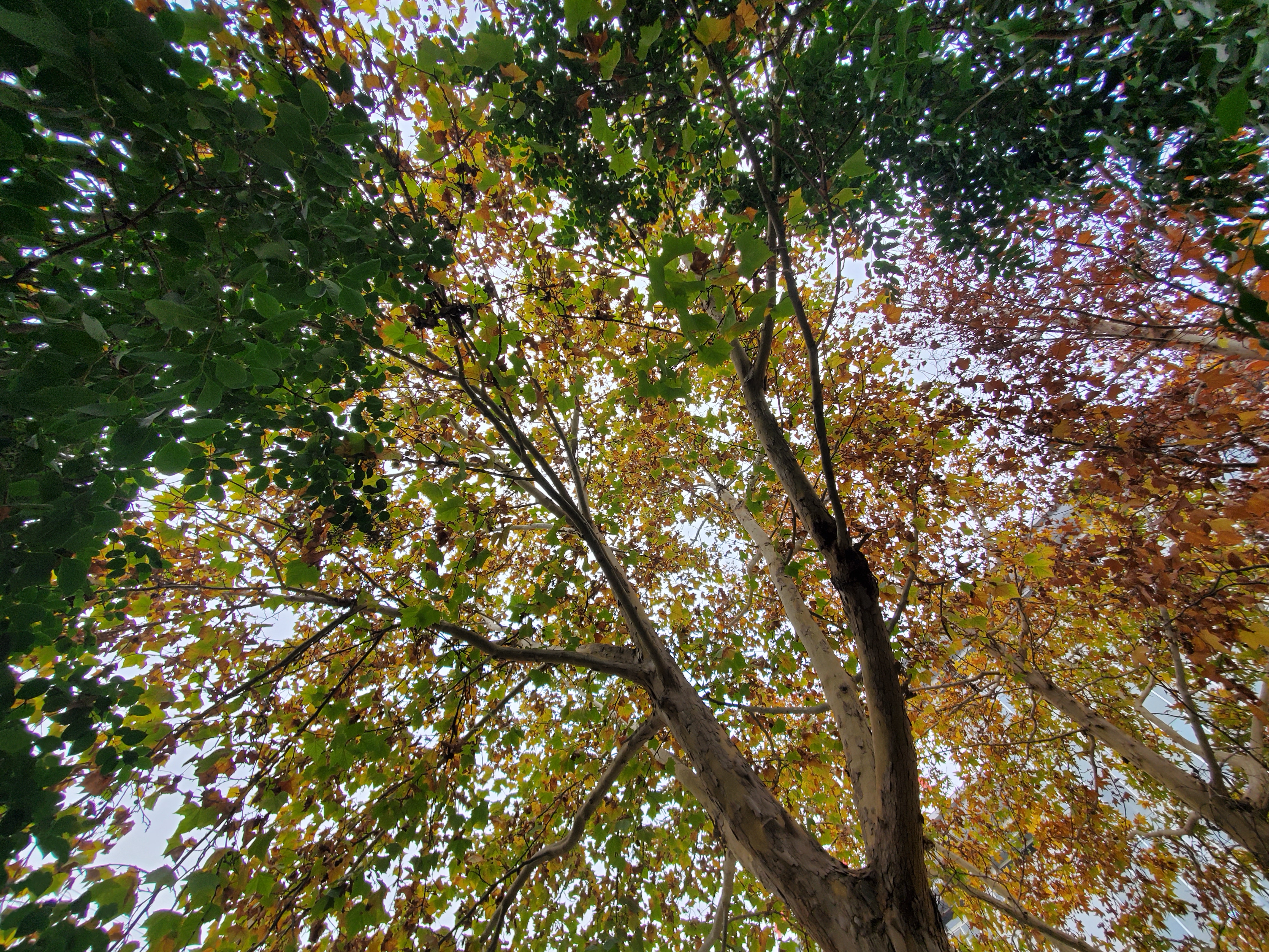 三星note10+5g韩版价格,三星note10+5g能买到原装的吗