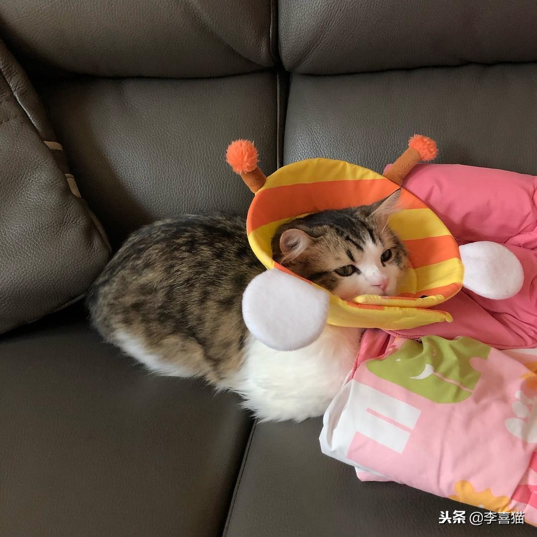 猫咪多大可以吃化毛膏和营养膏,猫咪营养化毛膏