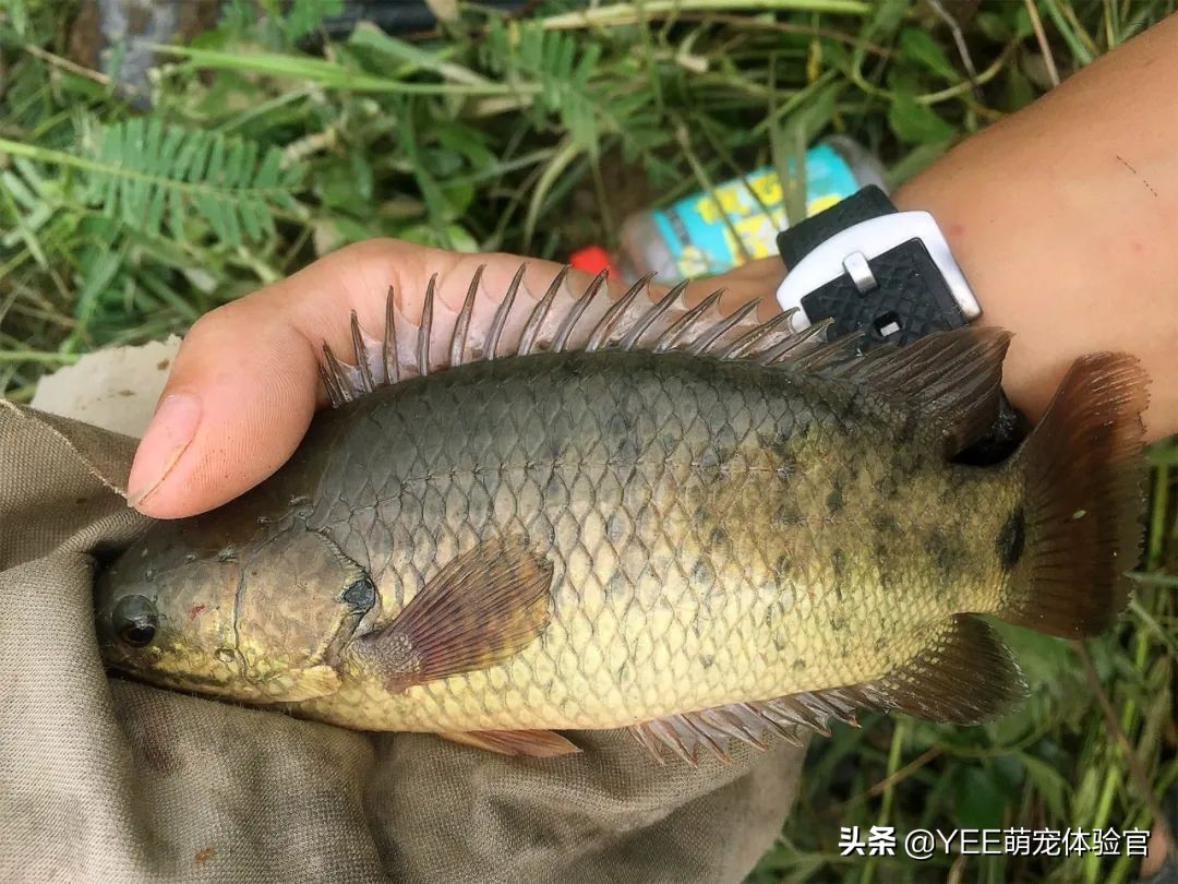 攀鲈爱吃什么东西,攀鲈最喜欢吃啥