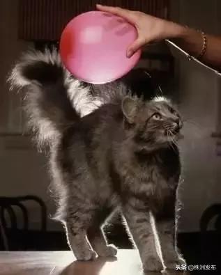 头发炸毛有什么简单的方法,冬天头发静电炸毛小妙招