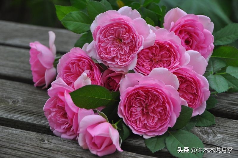 比较香又好养的月季 (颜值高又好养的月季适合阳台党的)