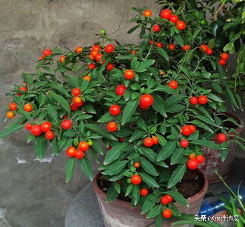 农村地头常见的野果野草,农村一野草叫刺草药