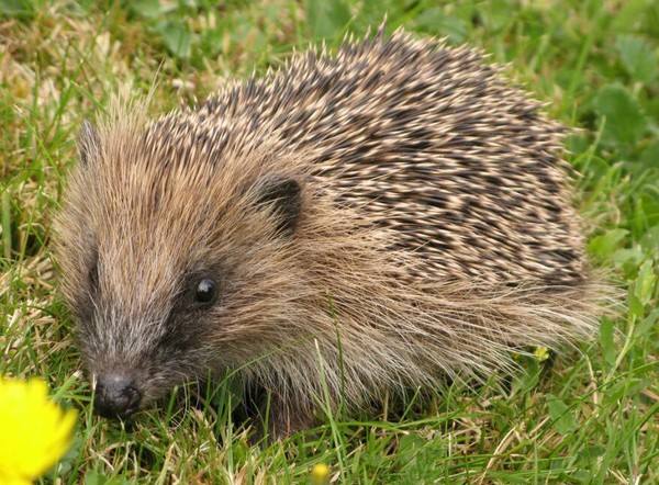 刺猬的分布地区,非洲刺猬分布在哪里