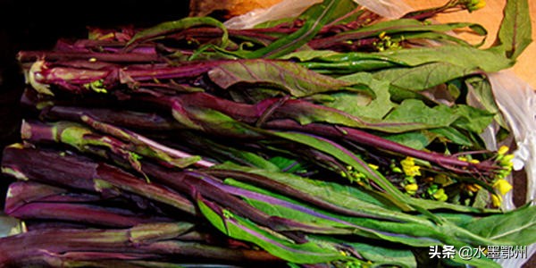 鄂州红菜苔特产,鄂州红菜苔
