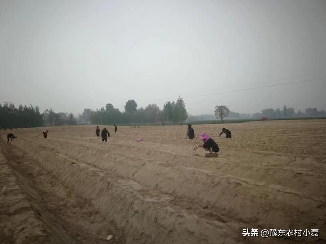 农产品白芦笋,被称之为蔬菜之王的白芦笋