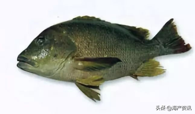 40种常见淡水鱼,45种常见海鱼名称