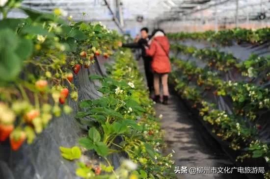 柳州草莓采摘园附近最近地方,柳州附近摘草莓好玩的地方