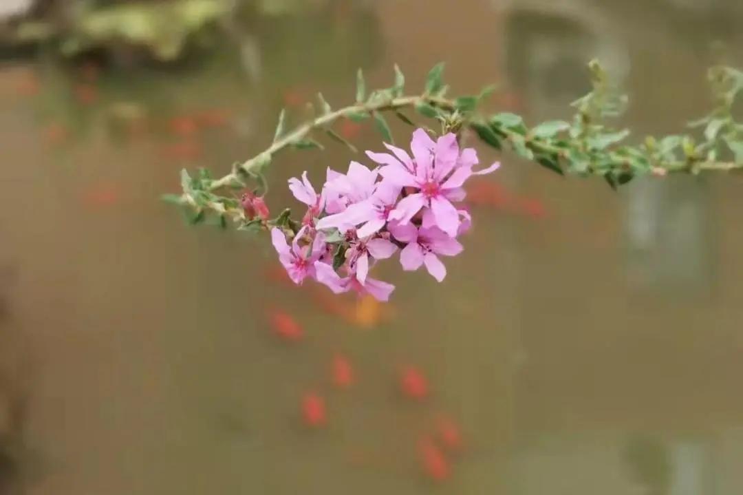 最美的风景美丽的校园,最美的风景就是校园