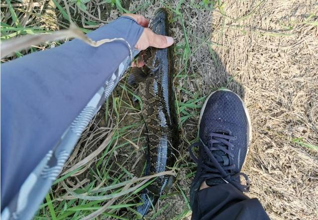 路亚黑鱼用什么颜色的雷蛙好,路亚黑鱼是雷蛙好还是软虫好