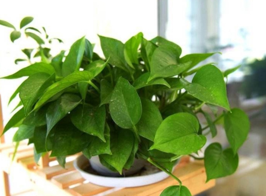 绿萝的正确浇水方法和注意事项,绿萝怎么养才能更旺盛要浇水吗