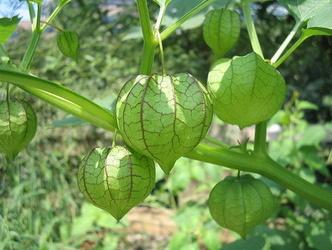 世界这么大你知道有几种水果吗,世界上都有哪些可以吃的水果