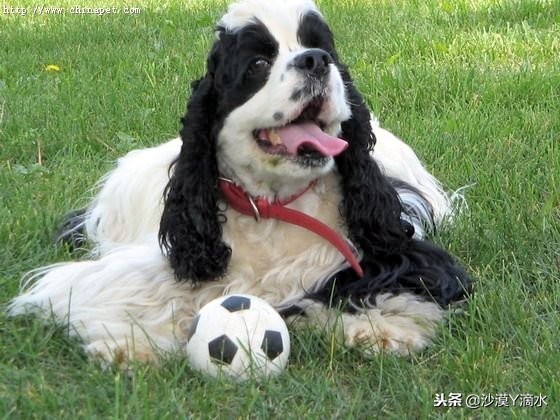 比尼熊狗狗价格,阿拉斯加狗狗价格