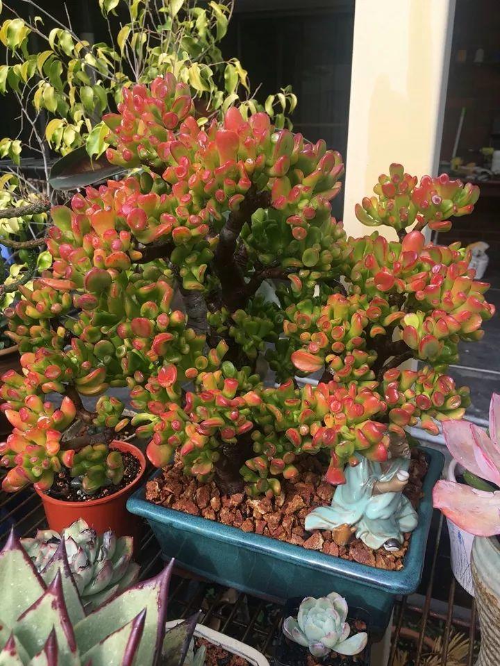 家养3种富贵花福气好运挡不住,七种富贵花图片