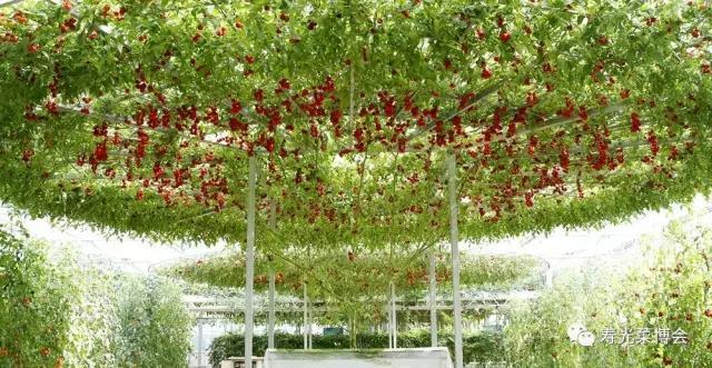 花卉蔬菜制作教程,花卉怎么做