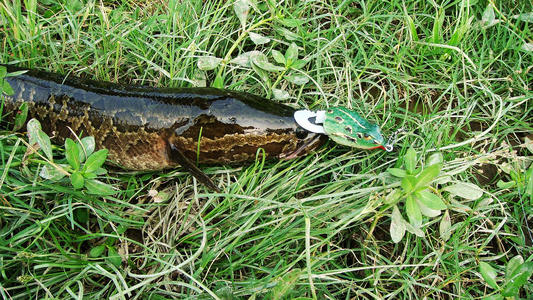 路亚黑鱼的技巧与思路分析,如何更好的路亚黑鱼