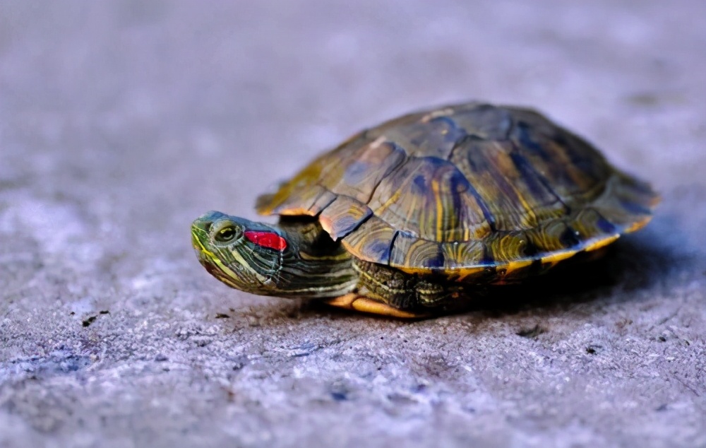 龟怎么养发色好,养蛋龟如何发色最好养活