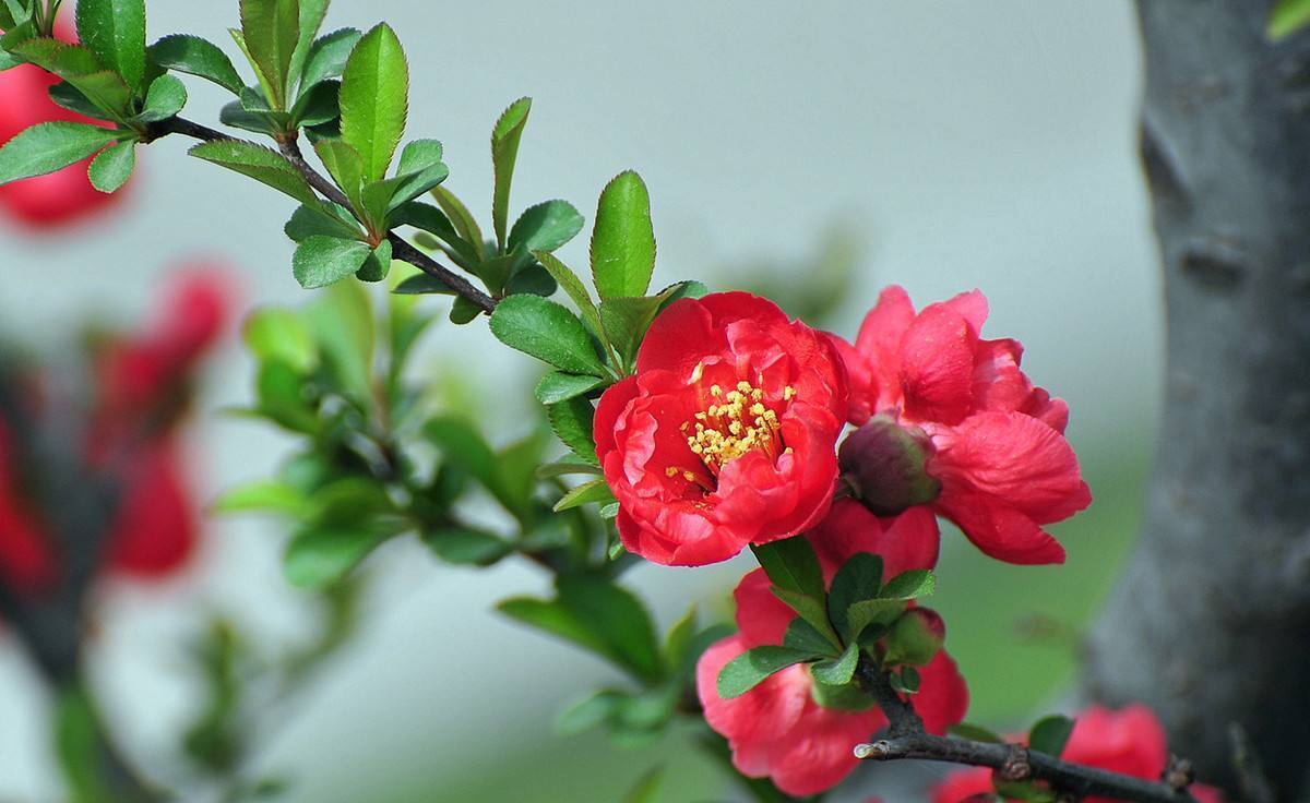 能开花的3种树，既有树干一样的坚韧，又有花卉一样的柔美