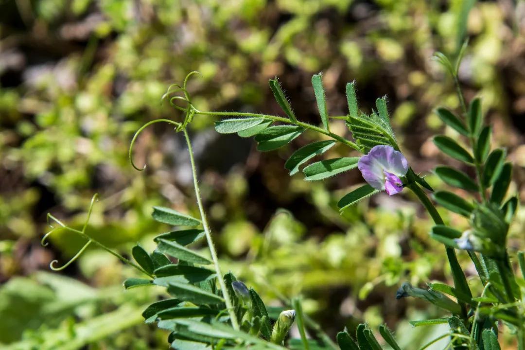 陕西秦岭最美的小城在哪里,秦岭深处的小县城暗藏着绝美秋色