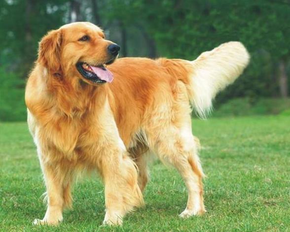 贪吃狗狗吞刀子,狗狗吞11只鸭子