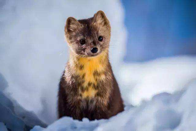 长白山十大特产有哪些,长白山都有什么特产